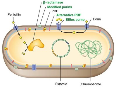 Diagram of bacterial cell showing resistance mechanisms (β-lactamase, modified porins, efflux pump, plasmid, chromosome)