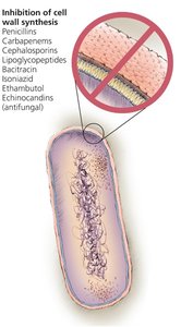 Inhibition of cell wall synthesis in bacteria