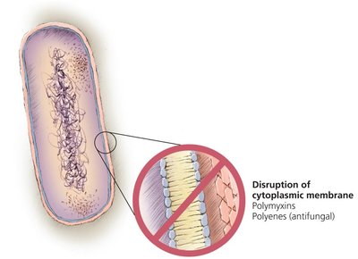 Disruption of cytoplasmic membrane in bacteria
