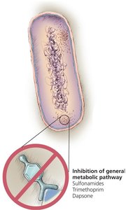 Inhibition of general metabolic pathway in bacteria