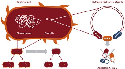 Diagram of bacterial cell with multidrug-resistance plasmid and transmission