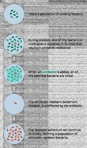 Diagram showing selection of resistant bacteria after antibiotic exposure