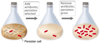 Diagram showing selection and regrowth of persister cells after antibiotic treatment