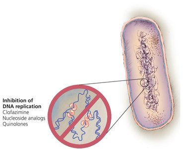 Inhibition of DNA replication in bacteria
