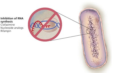 Inhibition of RNA synthesis in bacteria