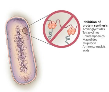 Inhibition of protein synthesis in bacteria