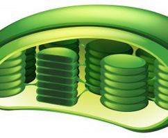Chloroplast structure