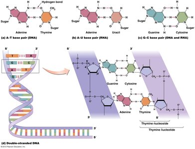 Semiconservative DNA replication