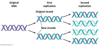 DNA replication fork and synthesis of leading and lagging strands