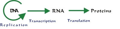 Central dogma of molecular biology