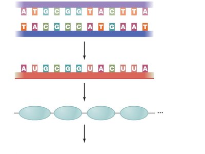 Transcription and translation overview