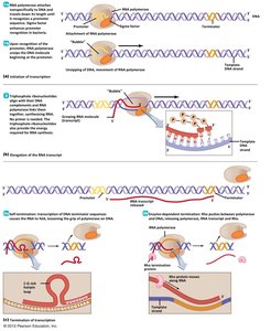 Initiation of transcription