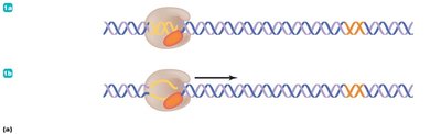 Elongation of RNA transcript