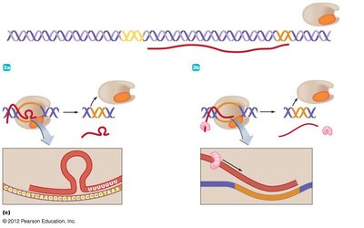 Termination of transcription
