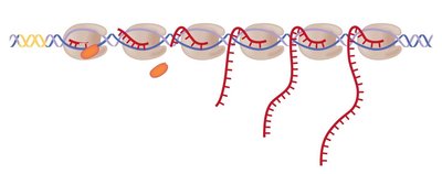 Concurrent RNA transcription