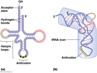 Ribosomal structures in prokaryotes and eukaryotes