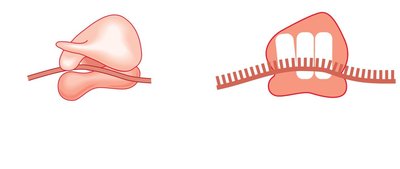 Ribosome and tRNA binding sites