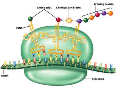 Initiation of translation in prokaryotes