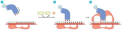 Elongation stage of translation