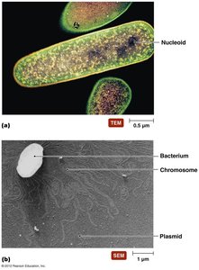 Prokaryotic chromosome and plasmid