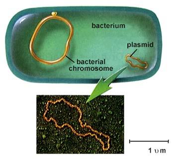 Diagram of bacterial chromosome and plasmid