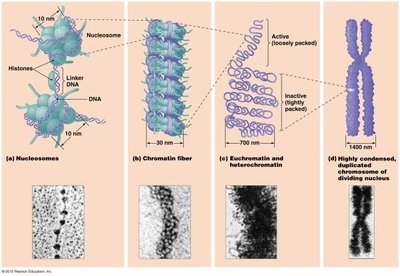 Eukaryotic chromosome structure and packaging