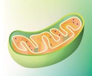 Mitochondrion structure