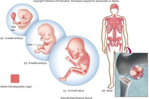 Hematopoiesis during development