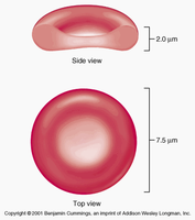 Structure of erythrocytes