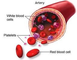 Blood cell types in an artery