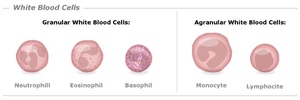 Granular and agranular white blood cells