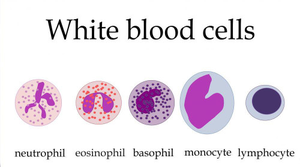 White blood cell types