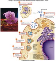 Phagocyte killing mechanisms