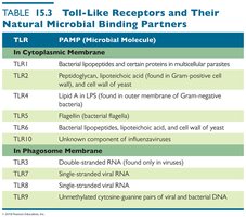 Table of Toll-like receptors and their binding partners