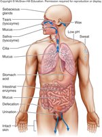 Physical and chemical barriers throughout the body