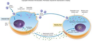 Interferon mechanism