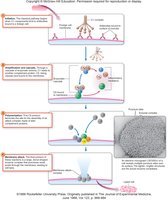 Complement cascade outcomes
