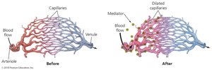 Vasodilation during inflammation