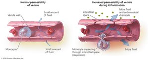 Diapedesis during inflammation