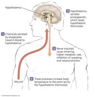 Mechanism of fever production
