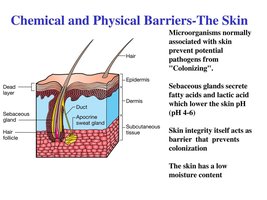 Chemical and physical barriers of the skin