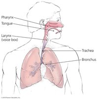 Anatomy of the respiratory mucous membrane