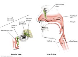 Lacrimal apparatus anatomy