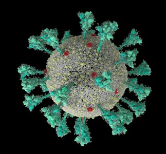 Structure of the SARS-CoV-2 spike protein and its interaction with host receptors