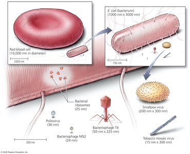 Relative size comparison of viruses, bacteria, and red blood cells