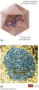 Diagram of a virion showing capsid and nucleic acid