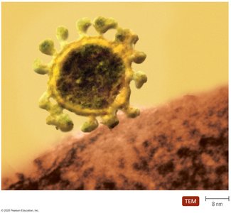 Examples of helical, polyhedral, and complex virus shapes