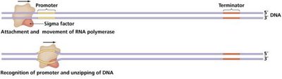 Transcription signals: promoter and terminator