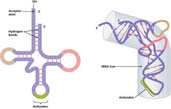 tRNA structure