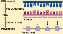 Central dogma: DNA to RNA to protein